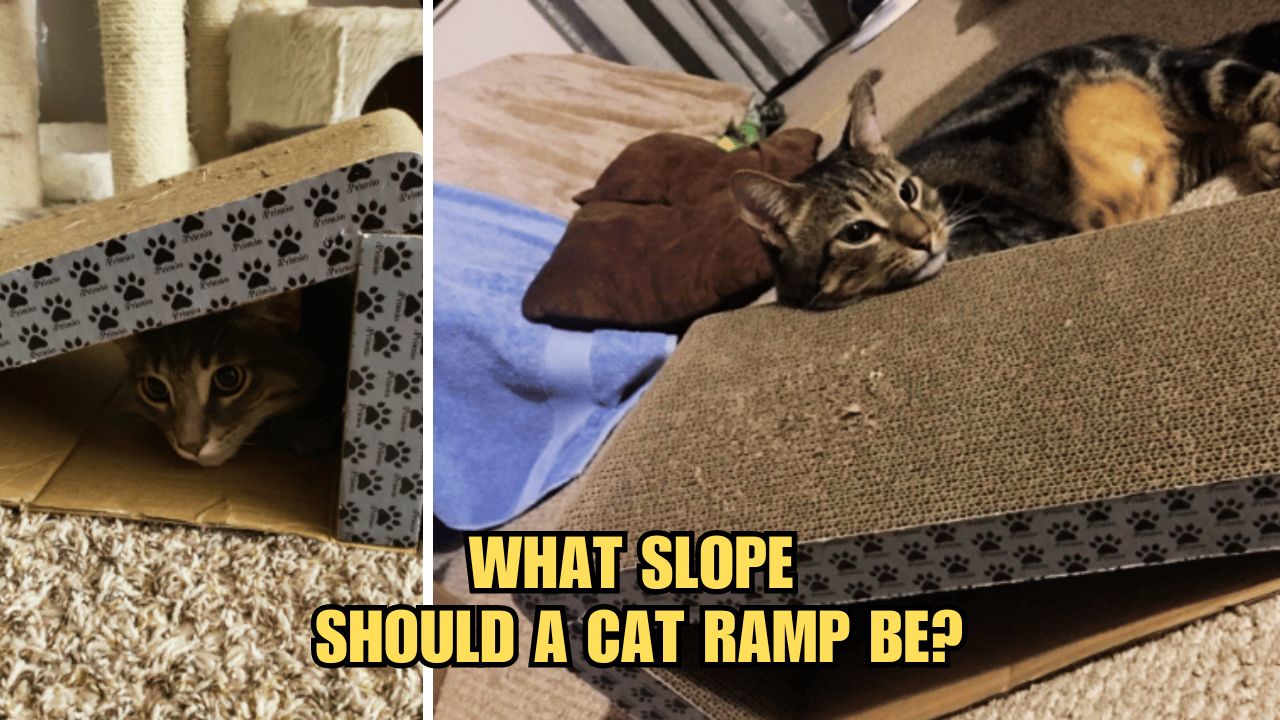 Cat Ramp Science What Slope Should A Cat Ramp Be?