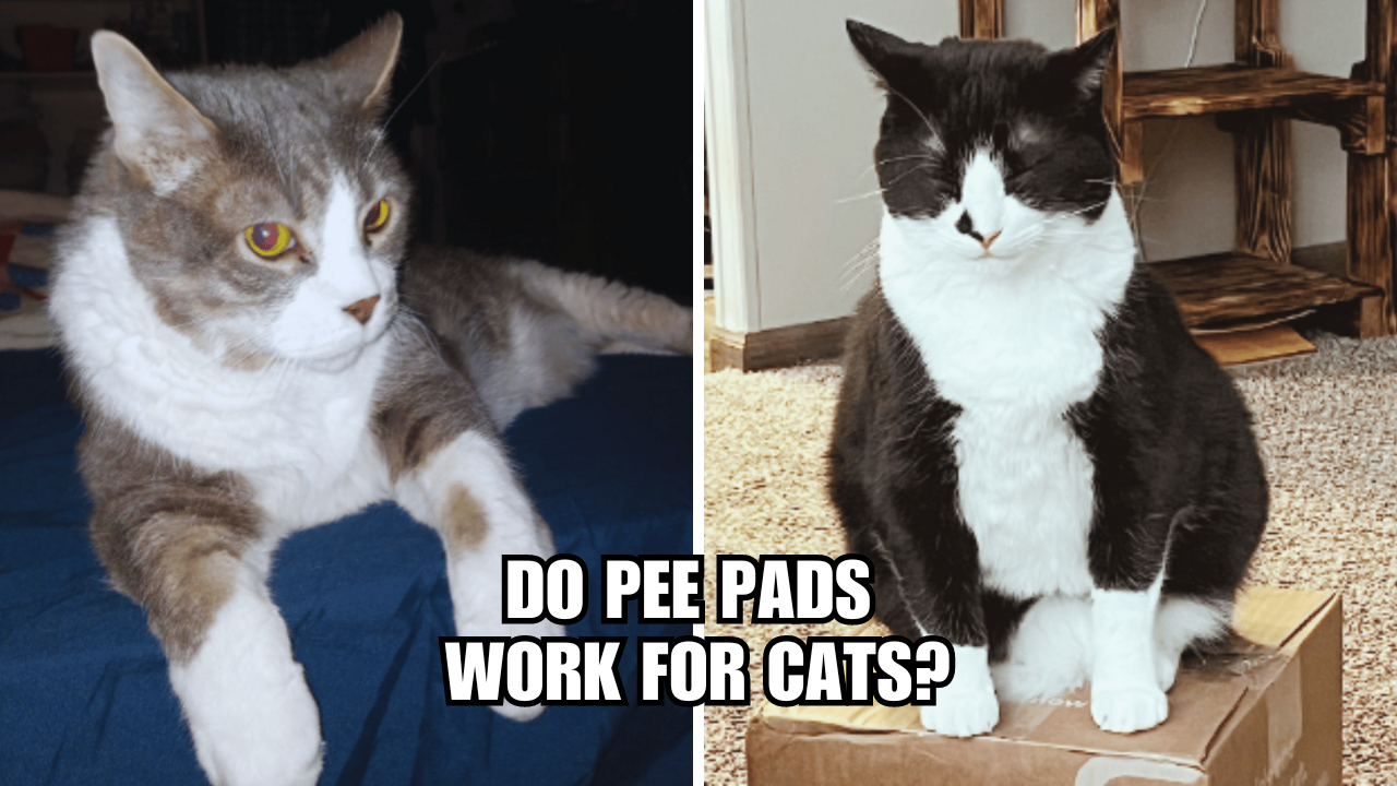 Feline Cleanup Revolution Do Pee Pads Work For Cats?