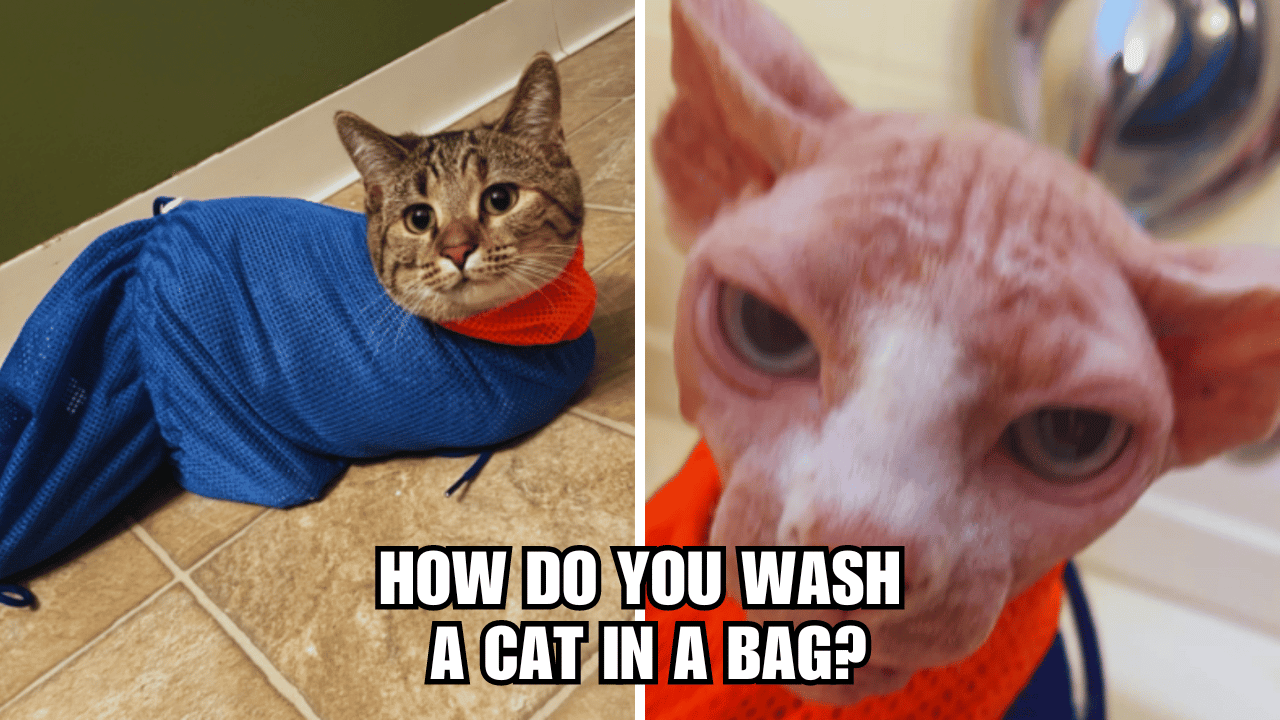 Bagging a Clean Cat How Do You Wash A Cat In A Bag?