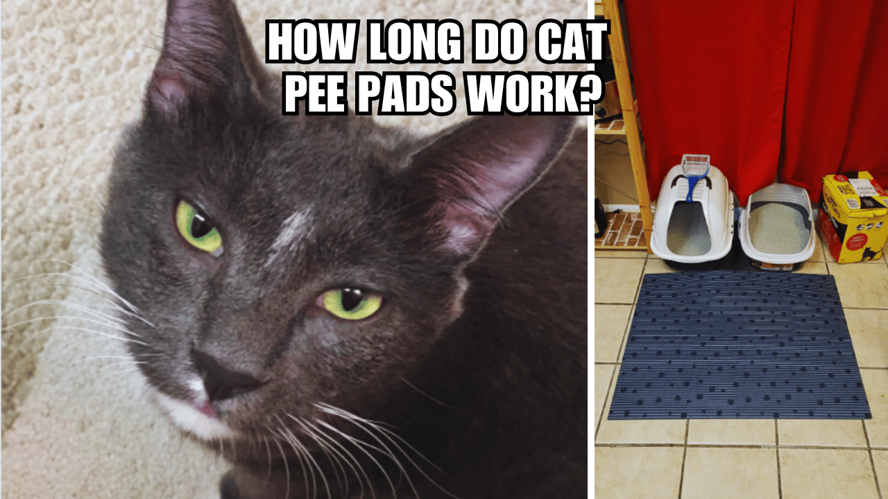 Longevity Unleashed How Long Do Cat Pee Pads Last?