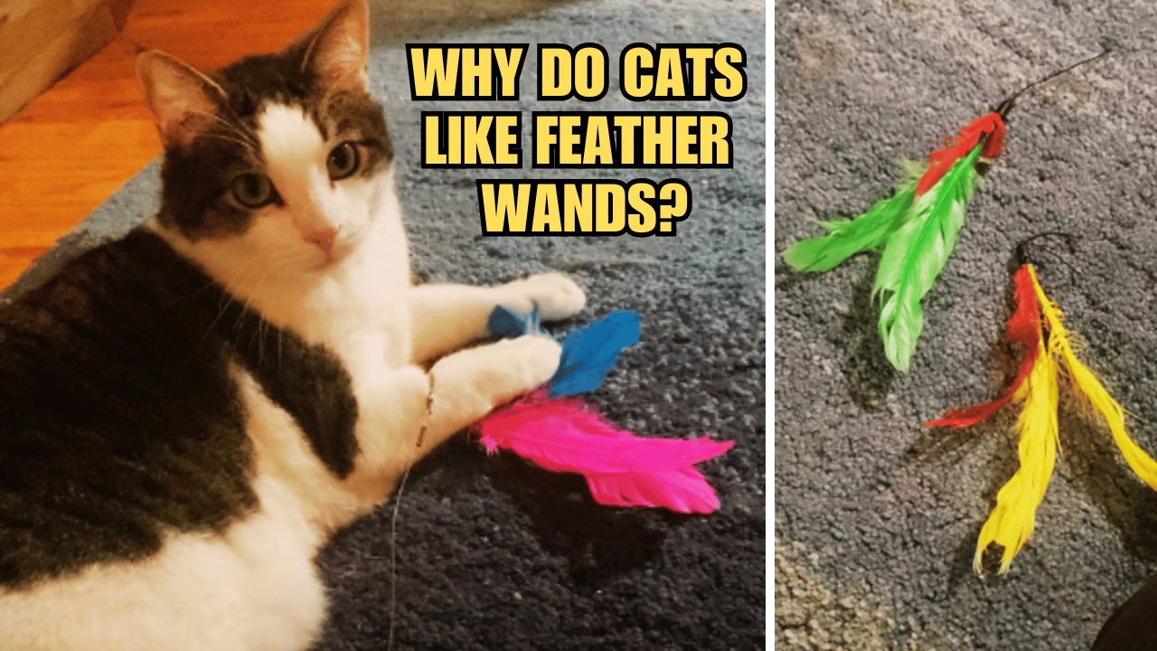Feather Wands Unleashed Why Do Cats Like Feather Wands?