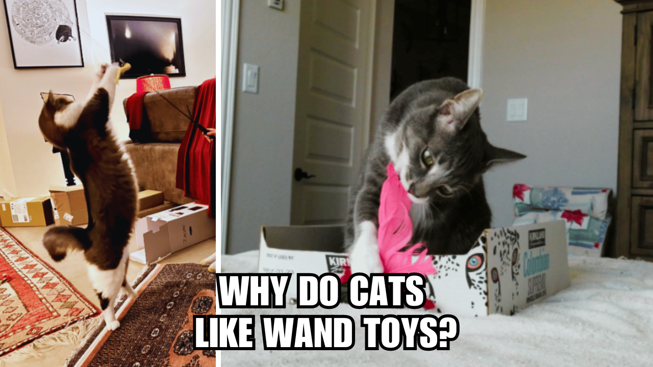 Unraveling the Mystery Why Do Cats Like Wand Toys?