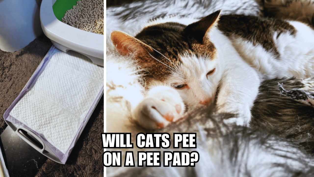 Cat Behavior Unraveled Will Cats Pee On A Pee Pad?