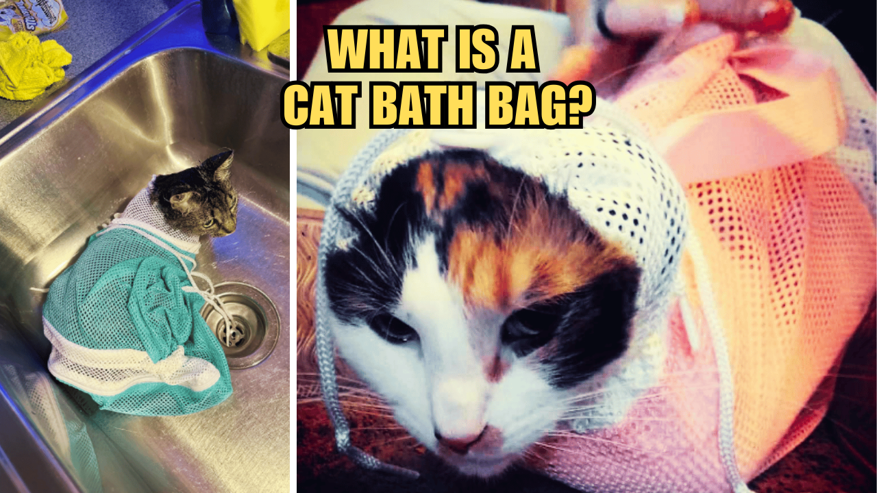 Cat Bath Bags Demystified What Is A Cat Bath Bag?