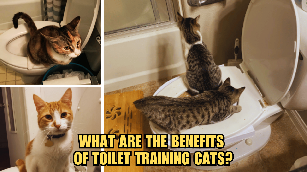 kitty-throne-what-are-the-benefits-of-toilet-training-cats