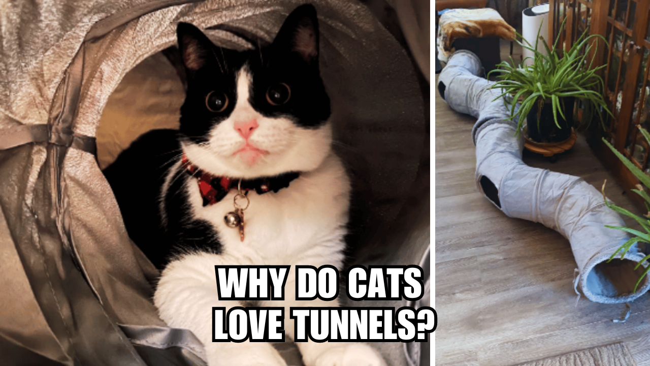 Tunnel Vision Why Do Cats Love Tunnels?