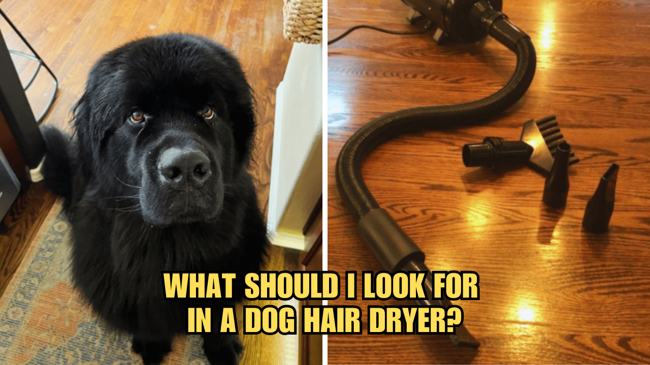 Groom Like a Pro: What Should I Look For In A Dog Hair Dryer?