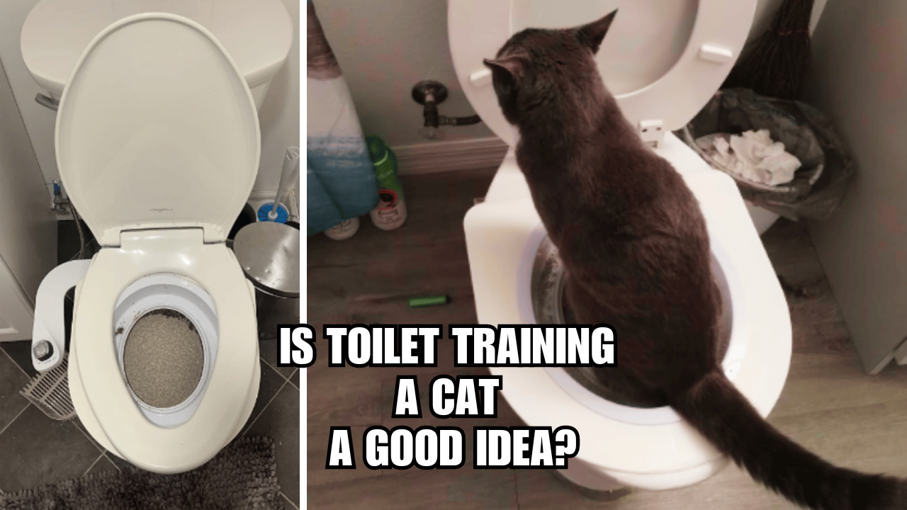 Tails from the Toilet: Is Toilet Training A Cat A Good Idea?