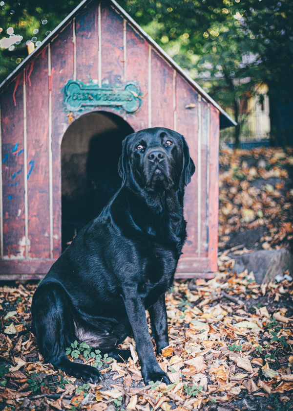 Insanely Cool Dog Houses That Will Make You Jealous !