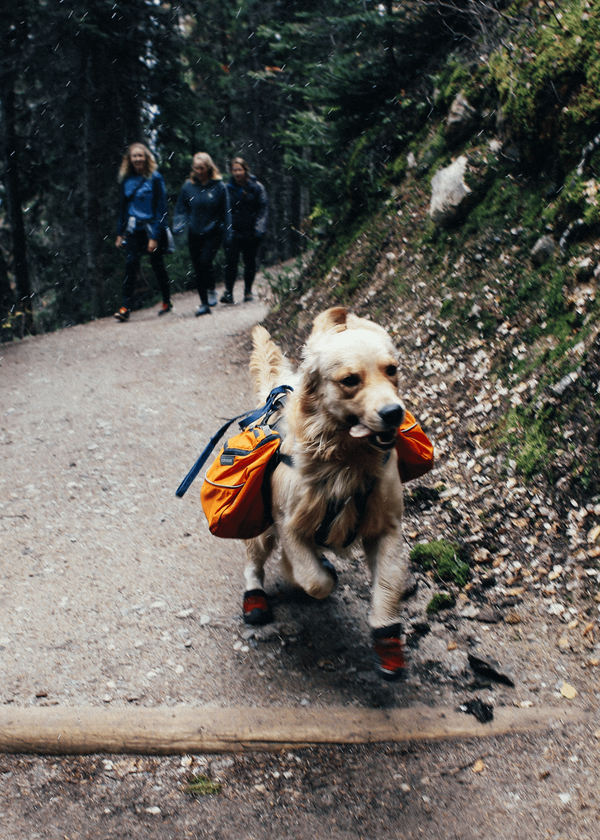 How To Choose The Right Dog Backpack For Your Adventures