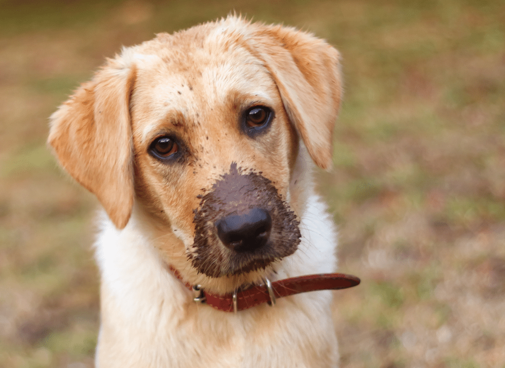 How to Choose the Right Dog Wipe for Your Pooch