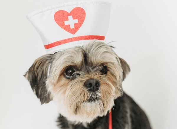 The Best Dog First Aid Kit - Complete Guide For Pet Owners