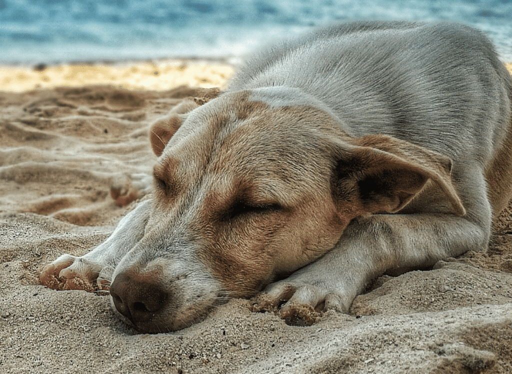 The Best Outdoor Dog Bed - Complete Buyers Guide