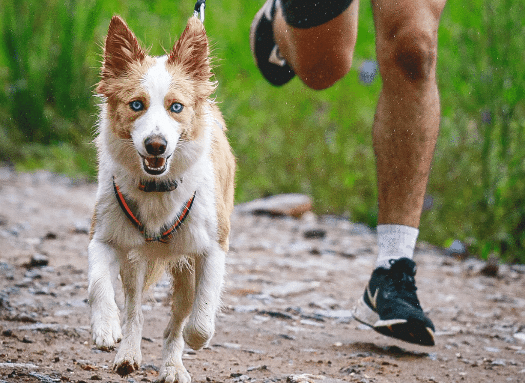 The Best Hands-Free Dog Leash - Keep Your Dog Safe!