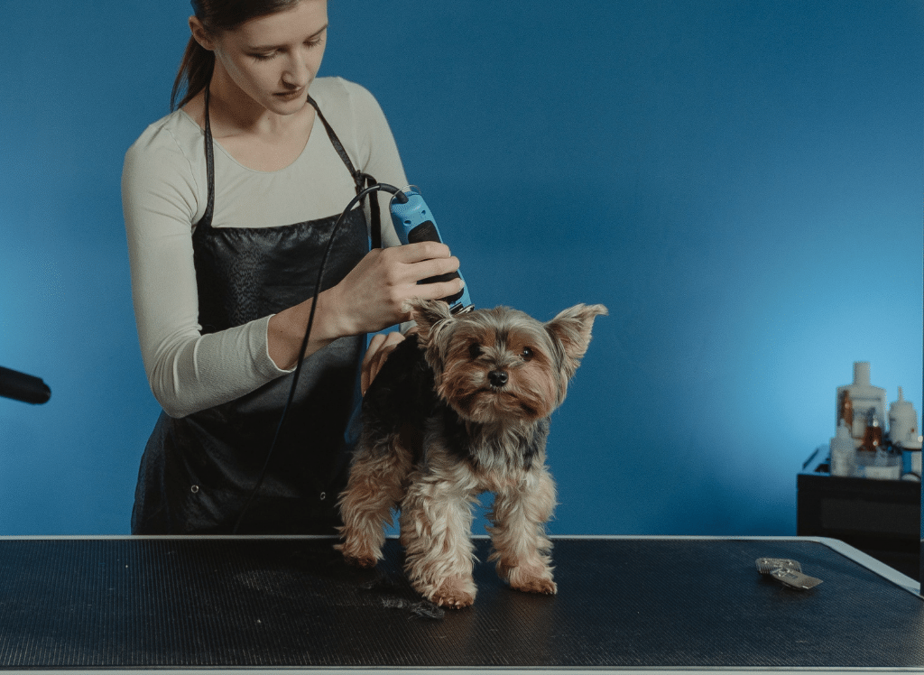 How To Choose The Right Dog Grooming Clippers