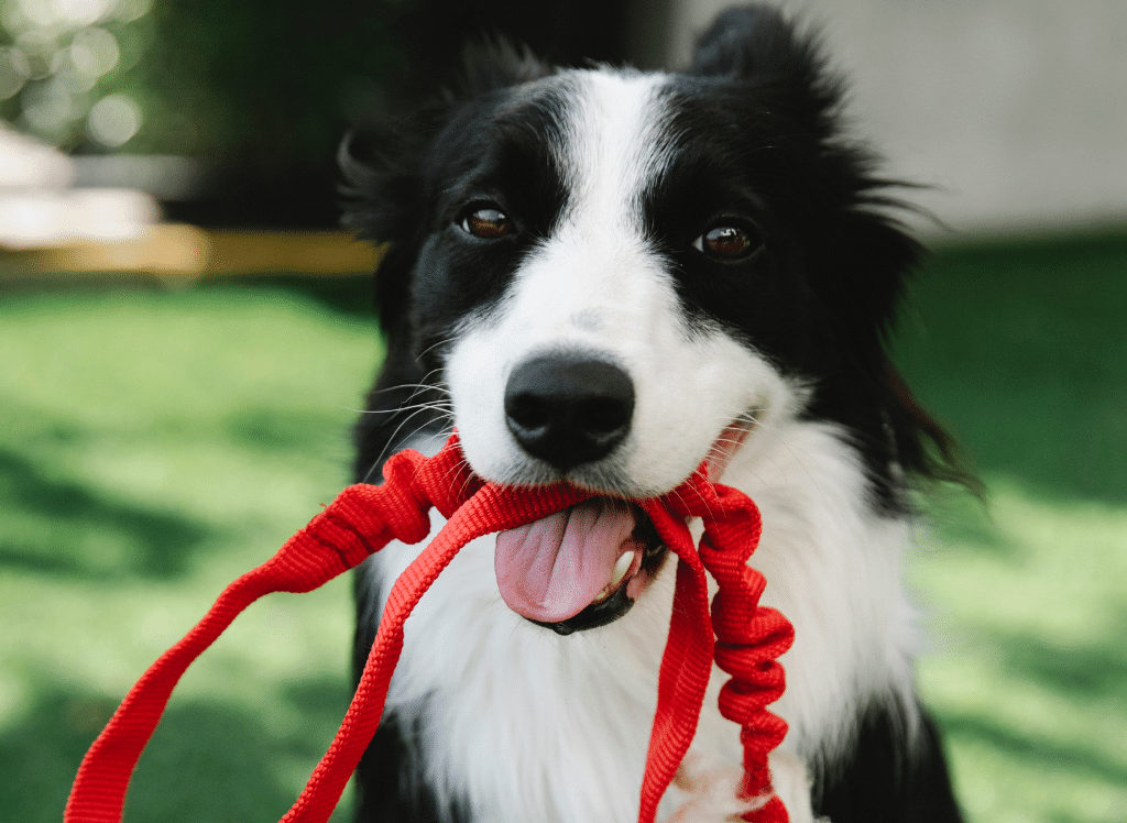 The Best Dog Training Collars for Stubborn Dogs Reviewed