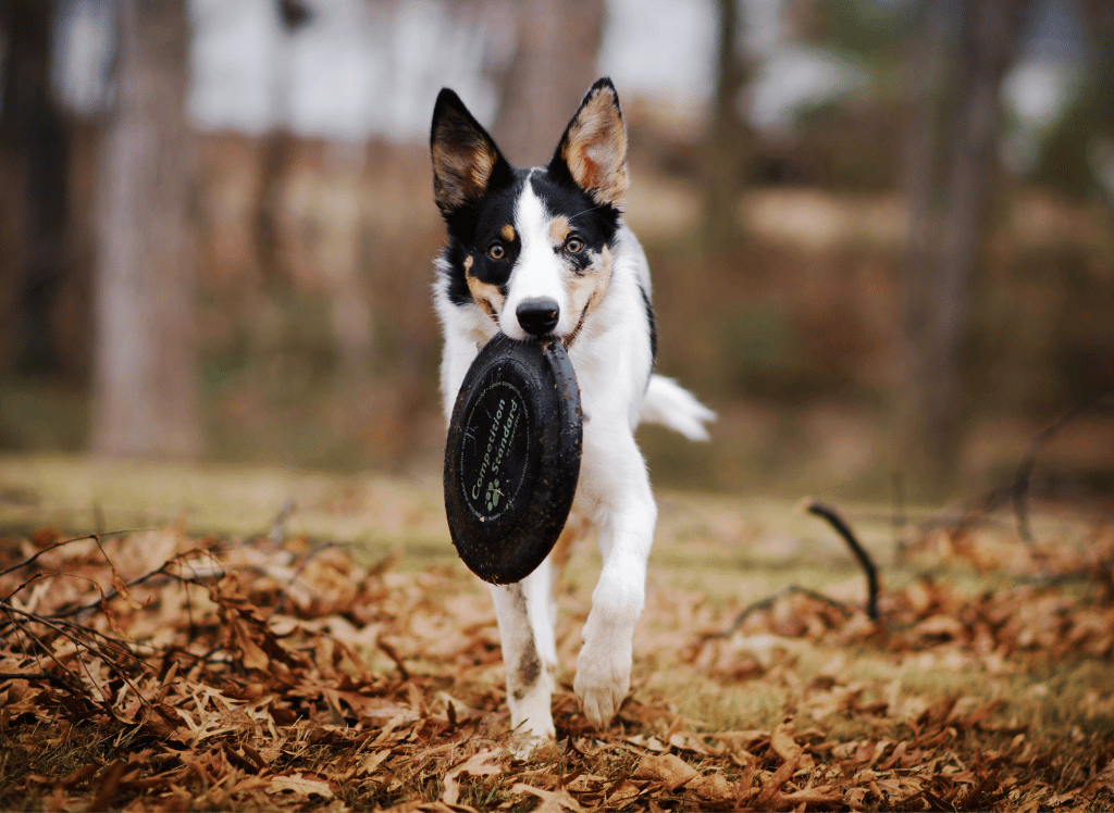 Ultimate Guide to Choosing the Perfect Dog Frisbee