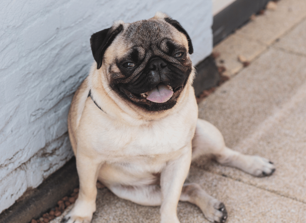 You Want The Best Brush For Short Hair Dogs?