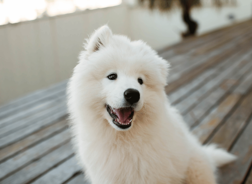 The Best Dog Crate: How To Pick The Right One