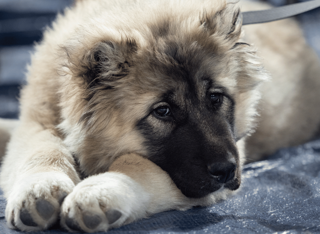 Choose the Right Broom for Dog Hair and Say Goodbye to Shedding Season!