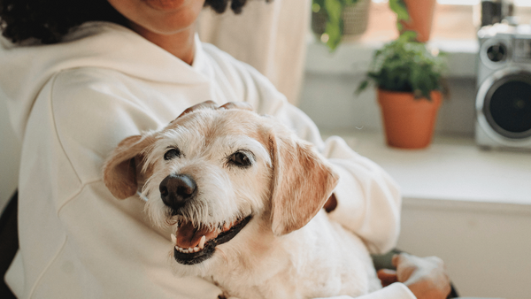 Does Brushing Your Dog Make Them Feel Better?