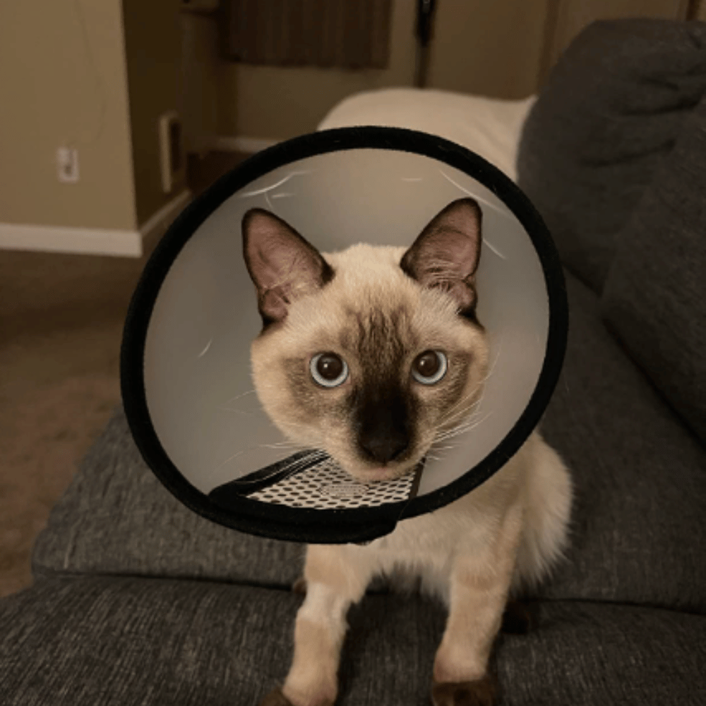 Feline Fever 6 Cat Donut Collars You Need For Wound Care