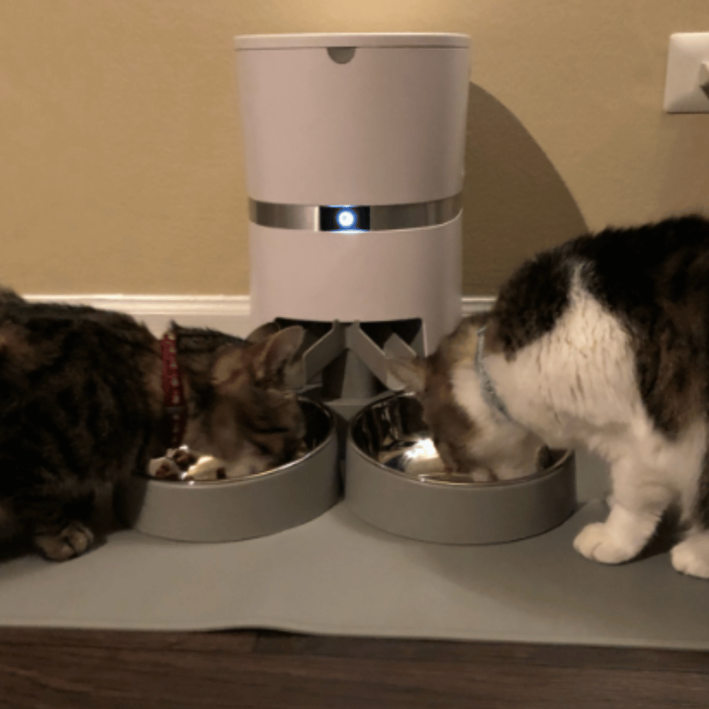 Tested and Tasted The 6 Best Automatic Cat Feeders for Multiple Cats