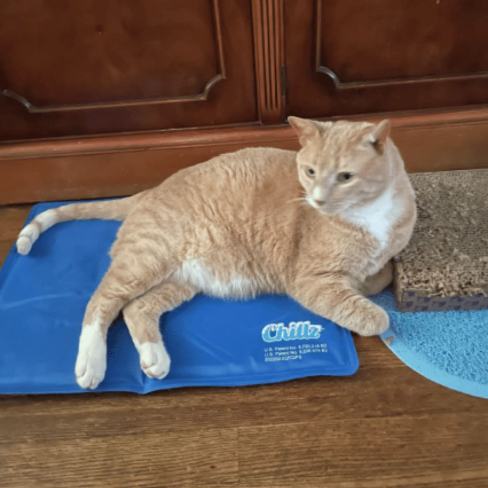 Stay Cool, Cats The Top 5 Cat Cooling Mats for Hot Summer Days