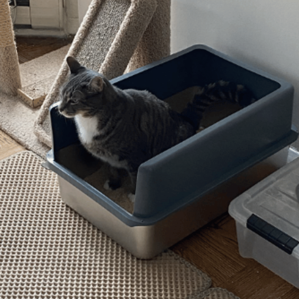 5 Stainless Steel Cat Litter Boxes Which One Is Purrfect?