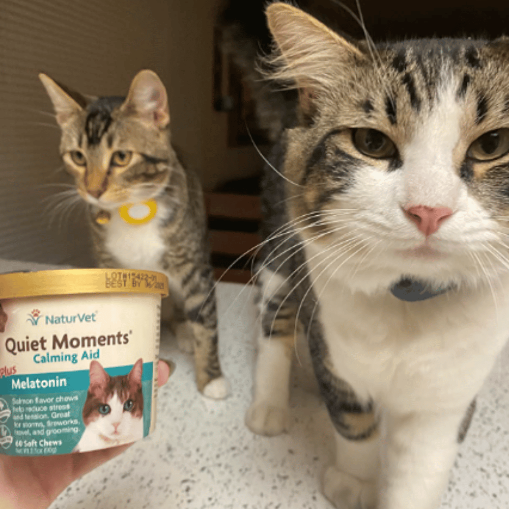 Catnap Bliss Reviewing 5 Melatonin Supplements For Cats