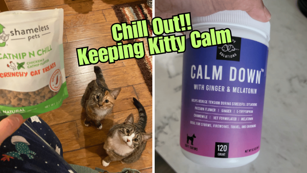 Chill Out! Cat Calming Tips for a Happier Feline Friend
