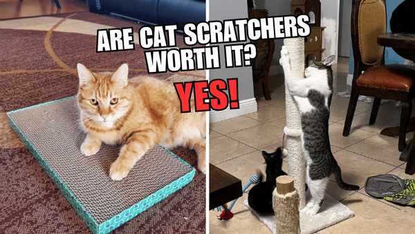 Scratch That itch! Why Cat Scratchers Are Worth The Money?