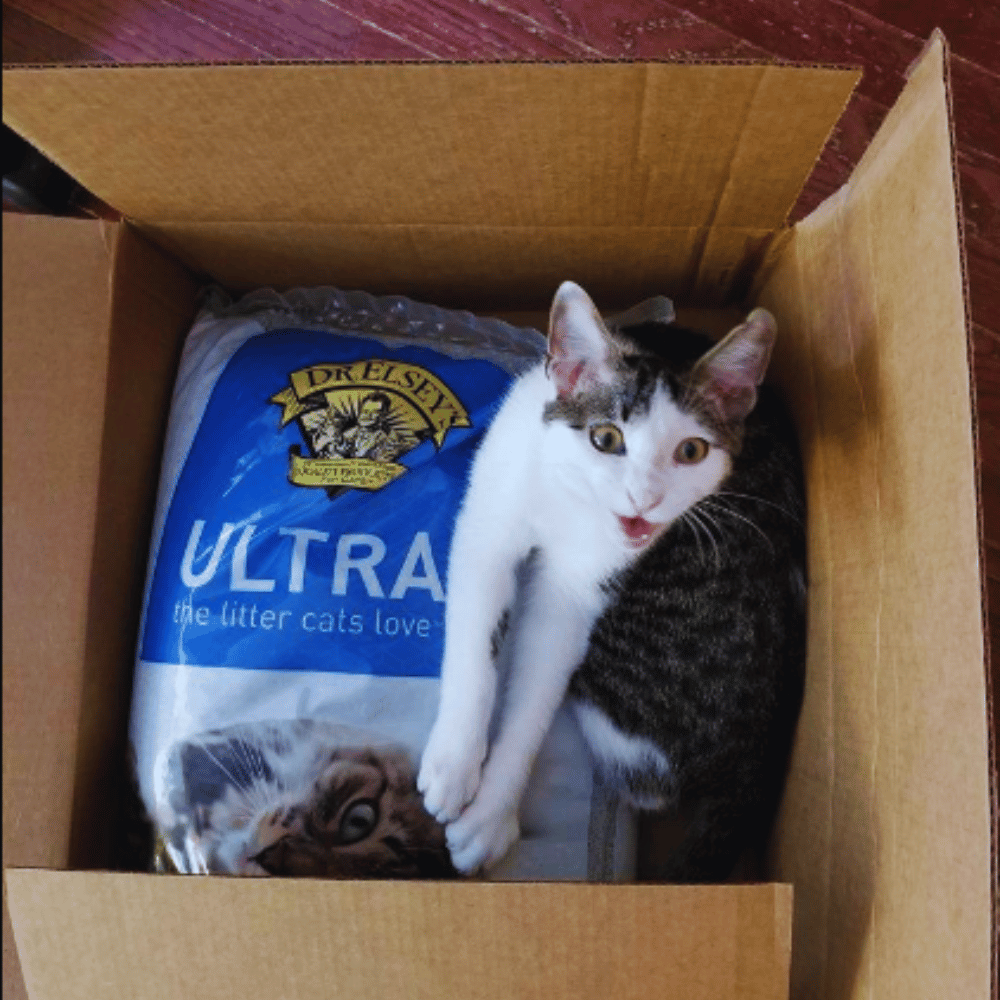 Kitten Kapers The Top 5 Best Cat Litters for Kittens