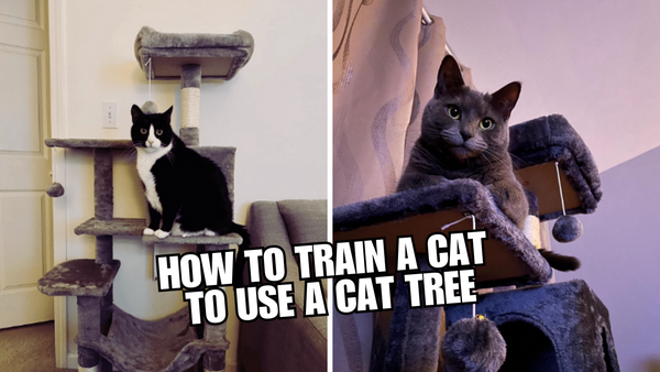 Cat Tree Training 101: A Step-by-Step Guide