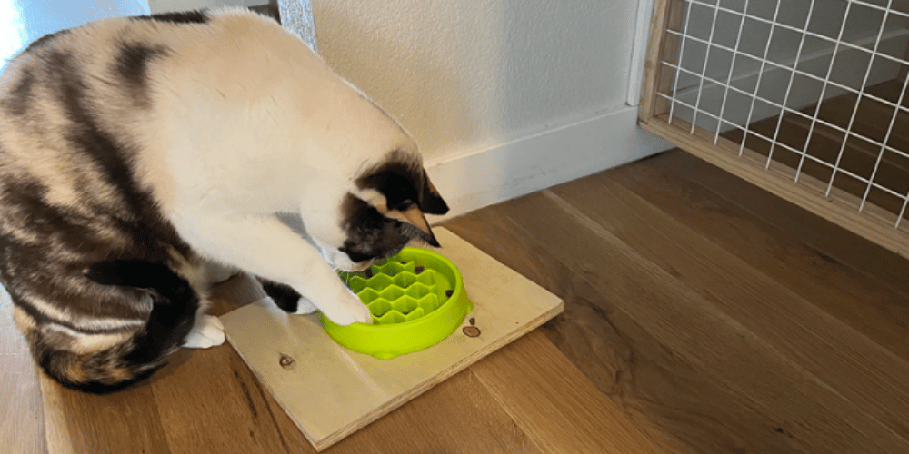 What kind of bowl for a cat that eats too fast?