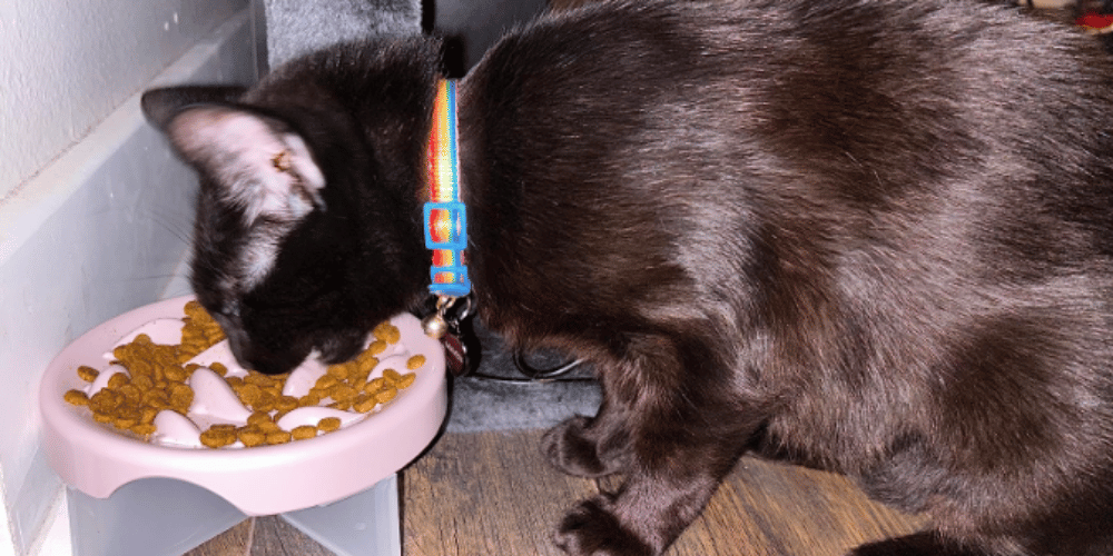 Are Slow Feeder Bowls Good For Cats?