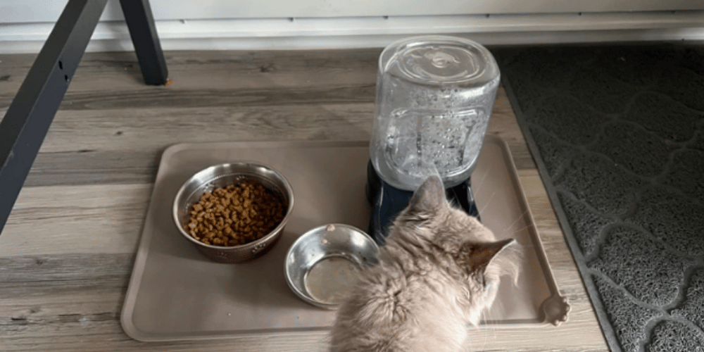 What Is A Cat Feeding Mat?
