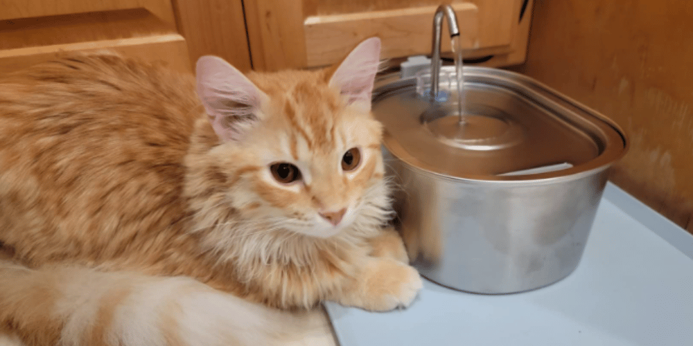 The Great Cat Water Debate Fountains vs Bowls