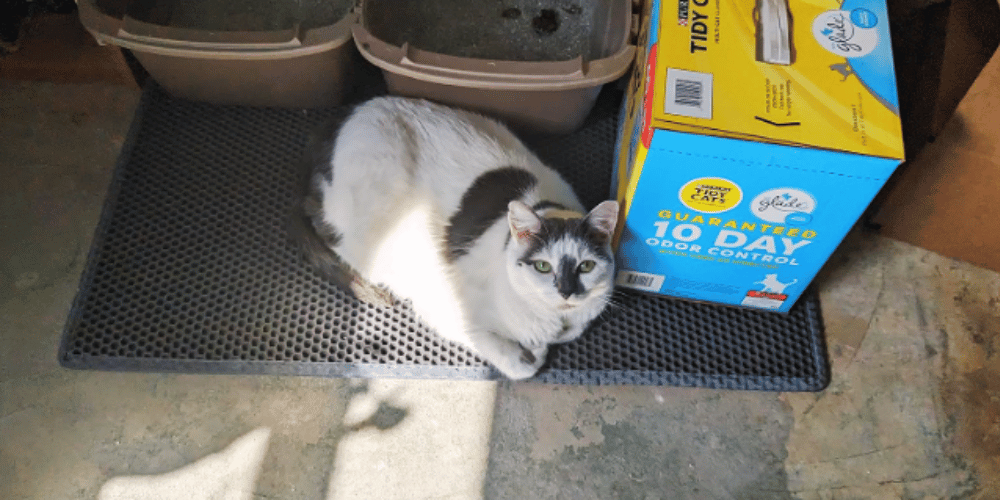 Litter Mats The Secret Weapon Against Cat Litter Mess!