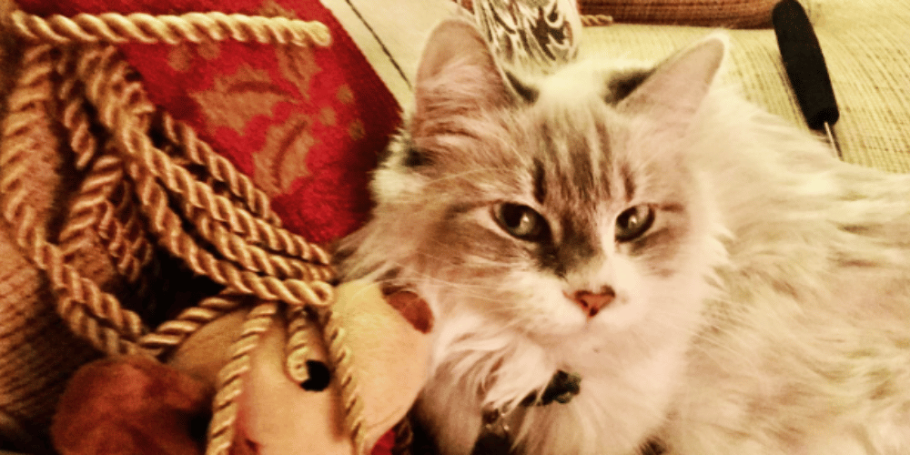 CatFriendly Toothpaste A MustHave for Your Furry Friend