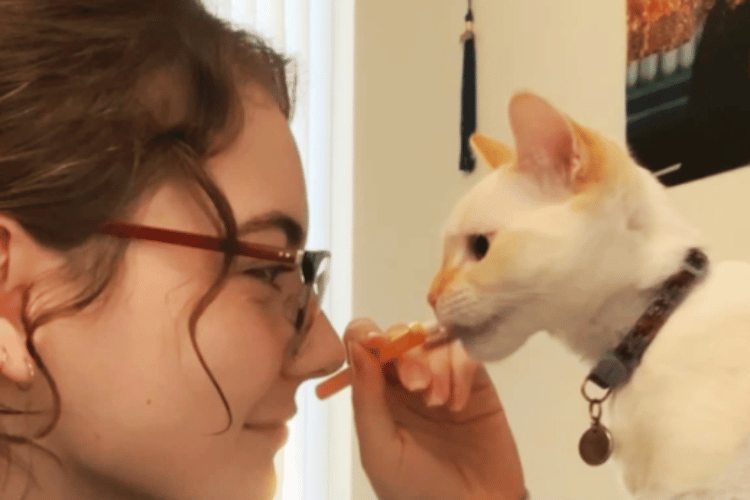 Tooth or Consequences Why Dental Cleaning is Vital for Cats