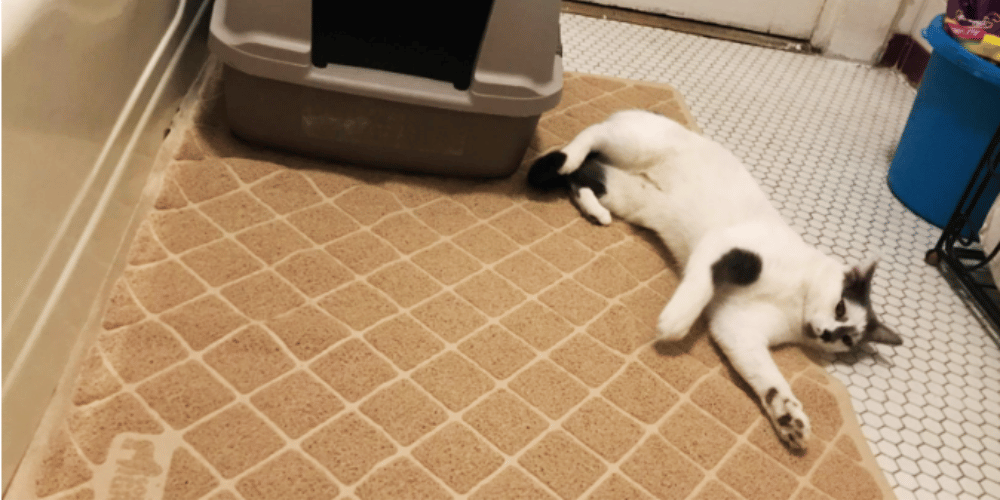 What Is The Best Way To Keep Cat Litter Off The Floor?