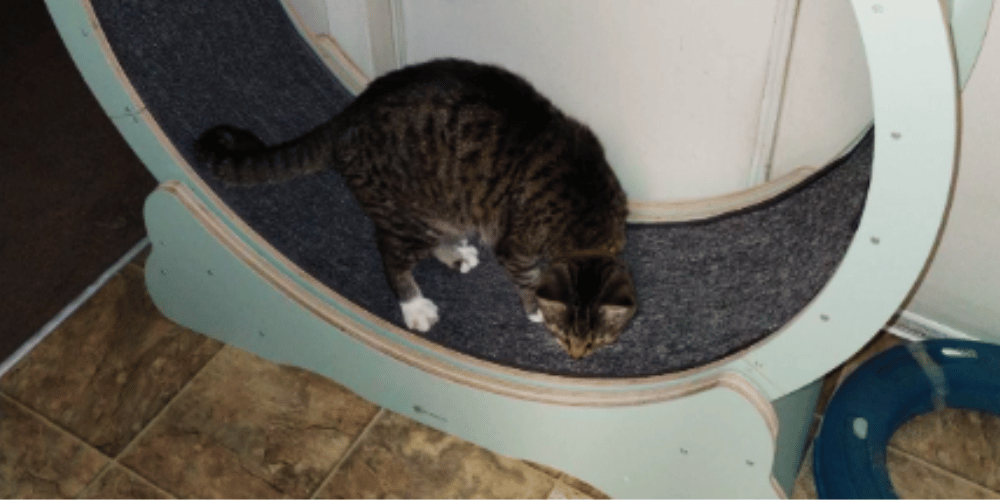 Cat Treadmills The Surprising Secret to a Happier Kitty!