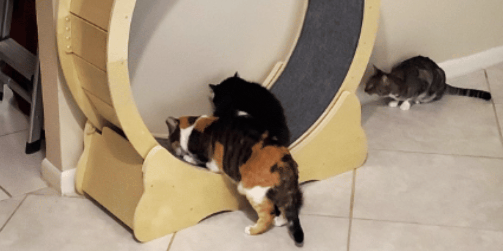 Cat Treadmills The Surprising Secret to a Happier Kitty!