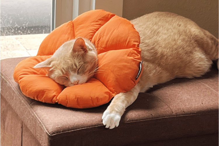 The Truth About Cat Donut Collars Revealed!