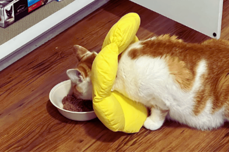 The Truth About Cat Donut Collars Revealed!