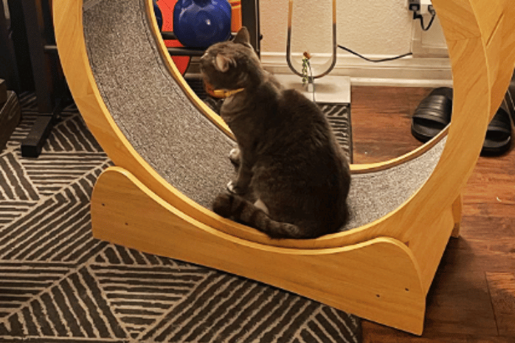 Size Matters How to Determine the Ideal Cat Wheel Diameter