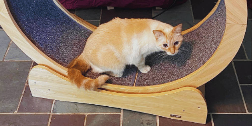 Size Matters How to Determine the Ideal Cat Wheel Diameter