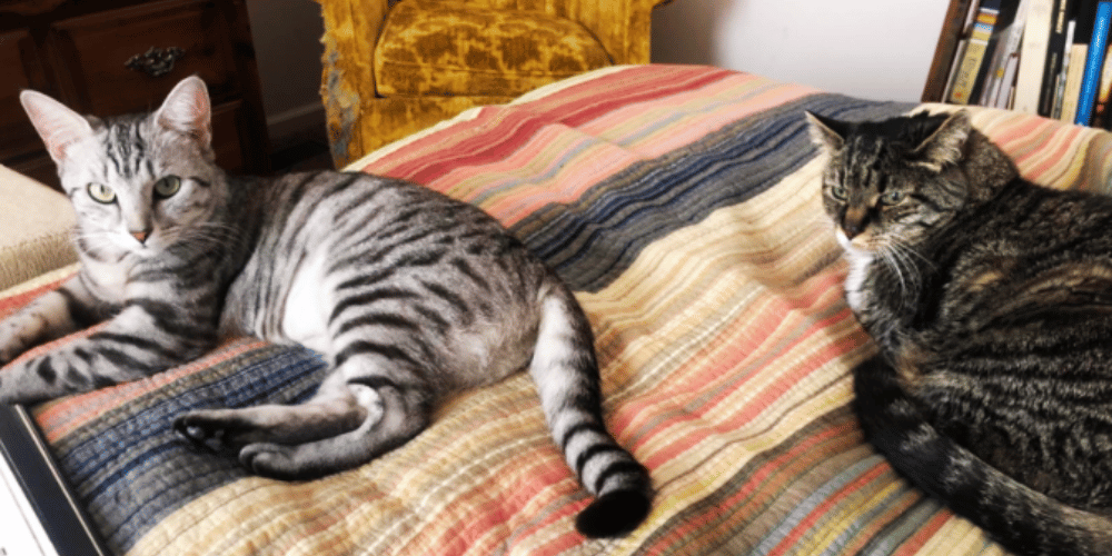 Unlocking the Secrets of Calming Your Anxious Cat