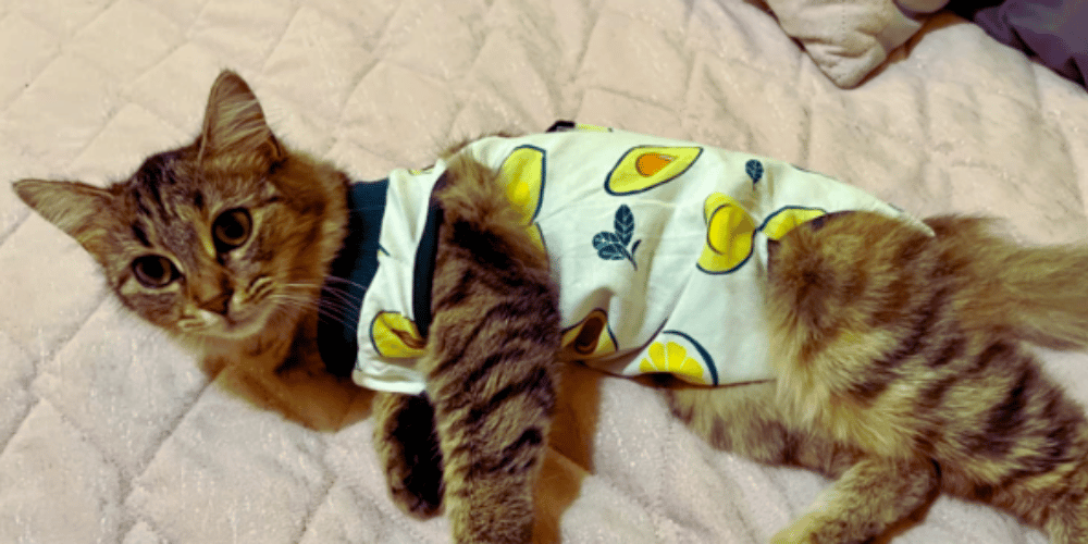 Purrfect Alternatives Say Goodbye to the Cone of Shame!